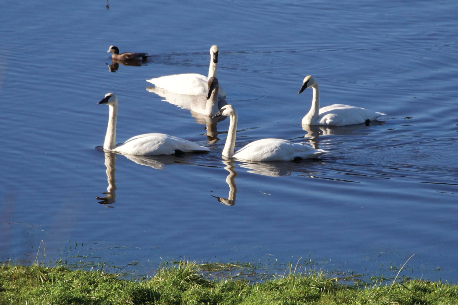 Trumpeter swans swim in a winter pond on Short’s Family Farm, Chimacum Valley.